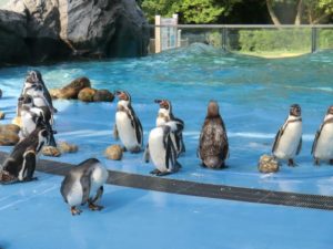 ペンギン