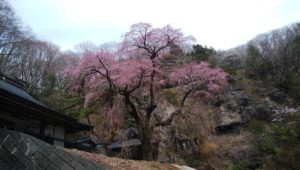 布引観音の枝垂れ桜