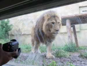 東武動物公園のライオン